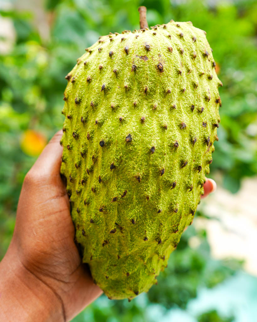 a hand holding soursop fruit